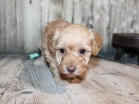 Lulu, a female Poodle - Miniature  for sale in Lead Hill, AR – 7 of 10
