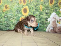 Charlie , a male Miniature Dachshund for sale in Lead Hill, AR – 6 of 10