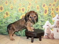 Peanut, a male Miniature Dachshund for sale in Lead Hill, AR – 7 of 10