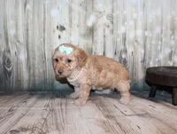Lulu, a female Poodle - Miniature  for sale in Lead Hill, AR – 3 of 10