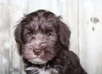 Oliver, a male Miniature Schnauzer for sale in Lead Hill, AR – 2 of 10