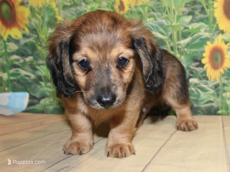 Peanut – Miniature Dachshund puppy for sale in Lead Hill, AR