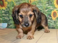 Peanut, a male Miniature Dachshund for sale in Lead Hill, AR – 1 of 10