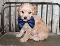Loki, a female Poodle - Miniature  for sale in Lead Hill, AR – 2 of 10