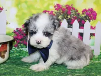 Blue, a male Miniature Schnauzer for sale in Lead Hill, AR – 5 of 10