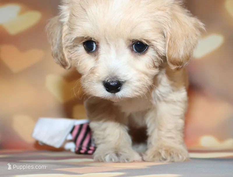 Loki – Maltipoo puppy for sale in Lead Hill, AR
