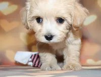 Loki, a male Maltipoo for sale in Lead Hill, AR – 1 of 10