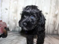Ash, a male Miniature Schnauzer for sale in Lead Hill, AR – 3 of 10