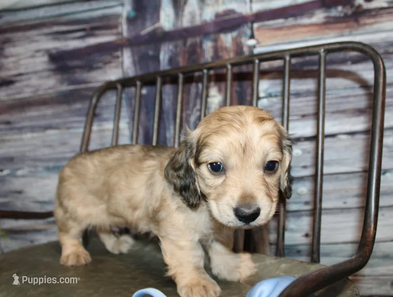 Tanner – Miniature Dachshund puppy for sale in Lead Hill, AR