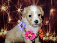 lila, a female Maltipoo for sale in Lead Hill, AR – 6 of 10