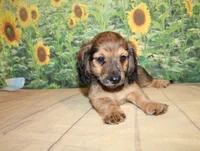 Peanut, a male Miniature Dachshund for sale in Lead Hill, AR – 8 of 10