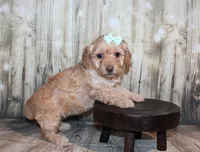 Lulu, a female Poodle - Miniature  for sale in Lead Hill, AR – 2 of 10
