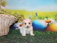 Tilly June, a female Poodle - Miniature  for sale in Lead Hill, AR – Photo 6 of 10