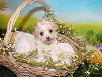 Tilly June, a female Poodle - Miniature  for sale in Lead Hill, AR – Photo 7 of 10