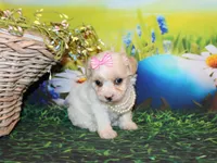 Tilly June, a female Poodle - Miniature  for sale in Lead Hill, AR – Photo 3 of 10