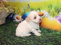 Tilly June, a female Poodle - Miniature  for sale in Lead Hill, AR – Photo 8 of 10