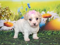Tilly June, a female Poodle - Miniature  for sale in Lead Hill, AR – Photo 4 of 10