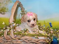 Tilly June, a female Poodle - Miniature  for sale in Lead Hill, AR – Photo 1 of 10