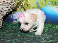 Tilly June, a female Poodle - Miniature  for sale in Lead Hill, AR – Photo 9 of 10