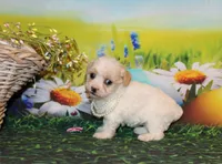 Tilly June, a female Poodle - Miniature  for sale in Lead Hill, AR – Photo 2 of 10