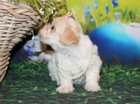 Tilly June, a female Poodle - Miniature  for sale in Lead Hill, AR – Photo 10 of 10