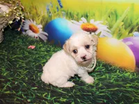 Tilly June, a female Poodle - Miniature  for sale in Lead Hill, AR – Photo 5 of 10