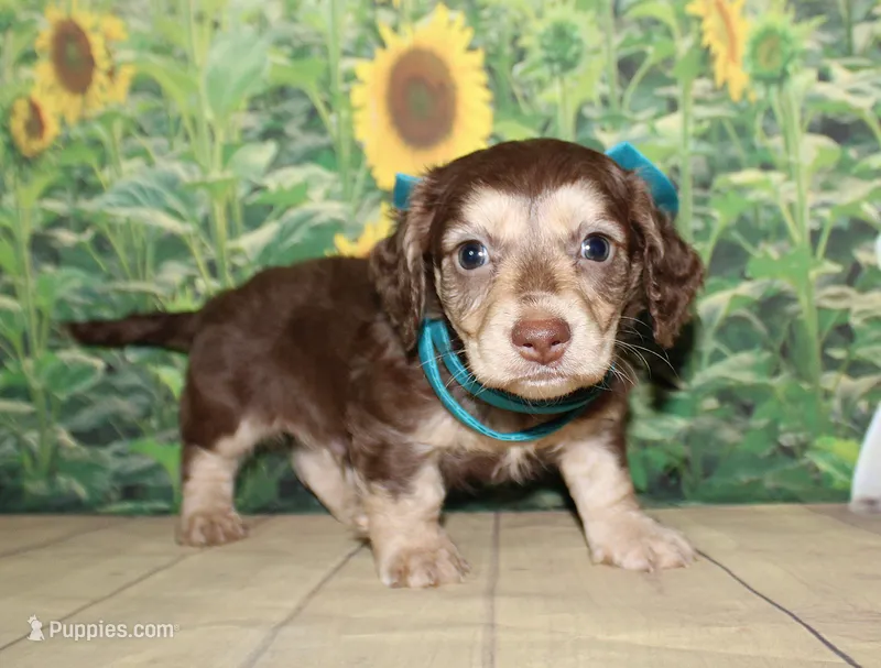 Charlie  – Miniature Dachshund puppy on hold in Lead Hill, AR