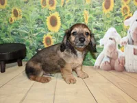 Peanut, a male Miniature Dachshund for sale in Lead Hill, AR – 2 of 10