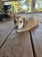 Ollie , a male Miniature Dachshund for sale in Lead Hill, AR – 1 of 4