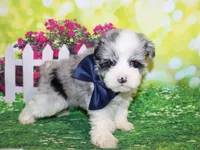 Blue, a male Miniature Schnauzer for sale in Lead Hill, AR – 6 of 10