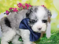 Blue, a male Miniature Schnauzer for sale in Lead Hill, AR – 10 of 10