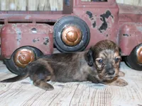 Peanut, a male Miniature Dachshund for sale in Lead Hill, AR – 4 of 10