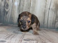 Peanut, a male Miniature Dachshund for sale in Lead Hill, AR – 2 of 10