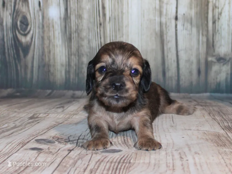 Peanut – Miniature Dachshund puppy for sale in Lead Hill, AR
