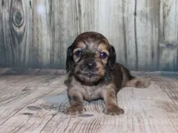 Peanut, a male Miniature Dachshund for sale in Lead Hill, AR – 1 of 10