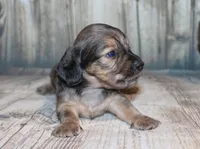 Peanut, a male Miniature Dachshund for sale in Lead Hill, AR – 5 of 10