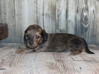 Peanut, a male Miniature Dachshund for sale in Lead Hill, AR – 3 of 10