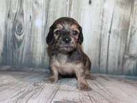 Peanut, a male Miniature Dachshund for sale in Lead Hill, AR – 6 of 10
