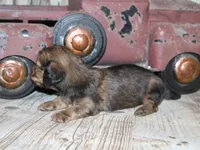 Peanut, a male Miniature Dachshund for sale in Lead Hill, AR – 10 of 10