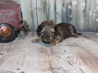 Peanut, a male Miniature Dachshund for sale in Lead Hill, AR – 8 of 10