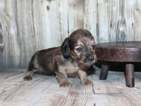 Peanut, a male Miniature Dachshund for sale in Lead Hill, AR – 7 of 10