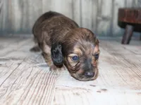 Peanut, a male Miniature Dachshund for sale in Lead Hill, AR – 9 of 10