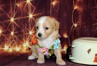 lila, a female Maltipoo for sale in Lead Hill, AR – 3 of 10