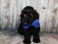 Ash, a male Miniature Schnauzer for sale in Lead Hill, AR – 2 of 10