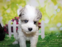 Tiny, a male Miniature Schnauzer for sale in Lead Hill, AR – 10 of 10