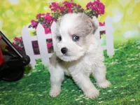 Tiny, a male Miniature Schnauzer for sale in Lead Hill, AR – 7 of 10