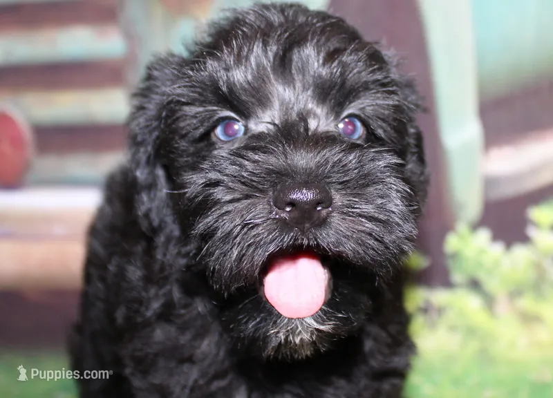 Ash – Miniature Schnauzer puppy for sale in Lead Hill, AR