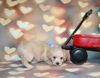 Henry, a male Maltipoo for sale in Lead Hill, AR – 2 of 10
