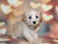 Daisy , a female Maltipoo for sale in Lead Hill, AR – 8 of 10