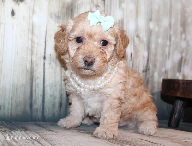 Lulu – Poodle - Miniature  puppy for sale in Lead Hill, AR